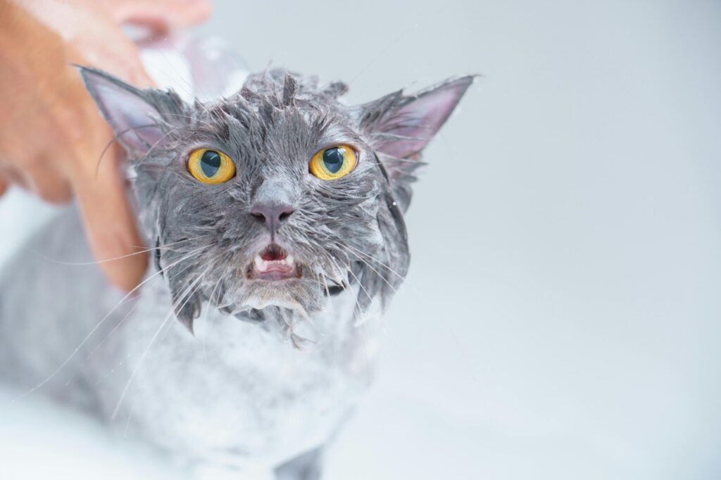 Cat taking a bath (gray cat covered in foamy soap).