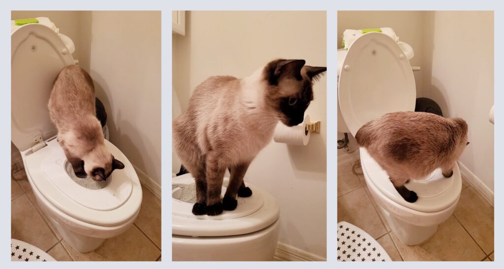 Collage of three photos showing Siamese cat Lucy using the Cat Throne toilet training kit: sniffing the litter insert, standing balanced on the seat, and adjusting her position while exploring the system.