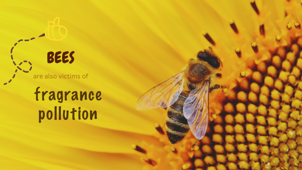 Detailed shot of a honeybee pollinating vibrant yellow flowers in nature. With a phrase that says "Bees are victims of Fragrance Pollution"
