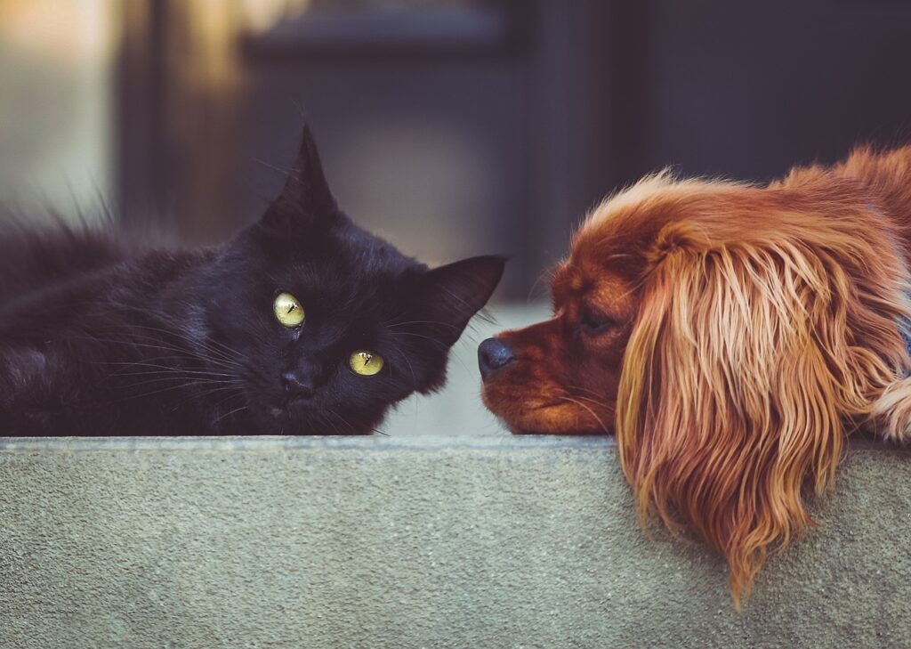 dog, cat, pets, animal, mammals, animals, friends, pet, friendship, brown dog, black cat, domestic, nature, domestic animals, portrait, friendship day