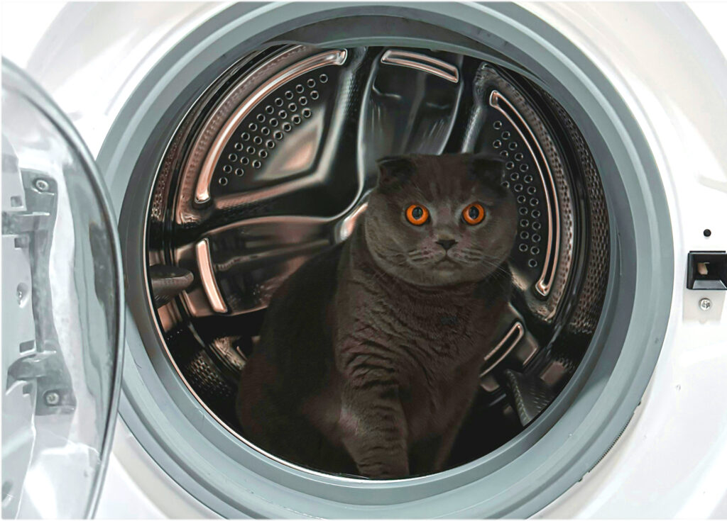 Cat sitting inside a washing machine